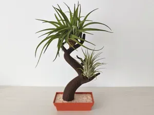 Bonsai air plant holder