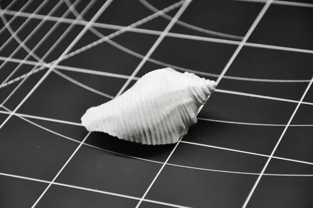 Realistic Seashell #4 - Aquarium & Home Decor — Image 6 of 7