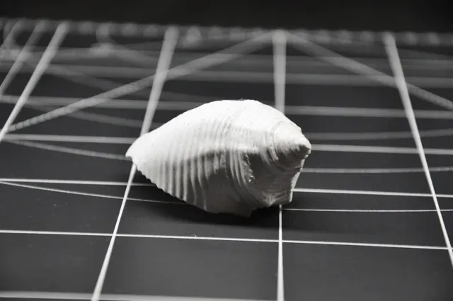 Realistic Seashell #4 - Aquarium & Home Decor — Image 4 of 7