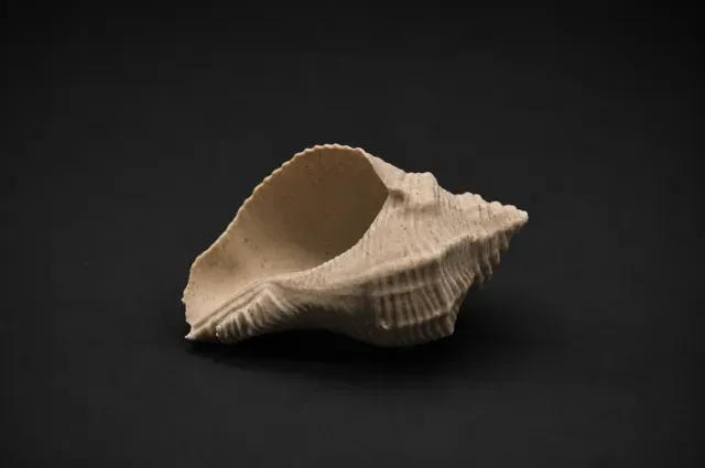 Realistic Seashell #4 - Aquarium & Home Decor — Image 2 of 7