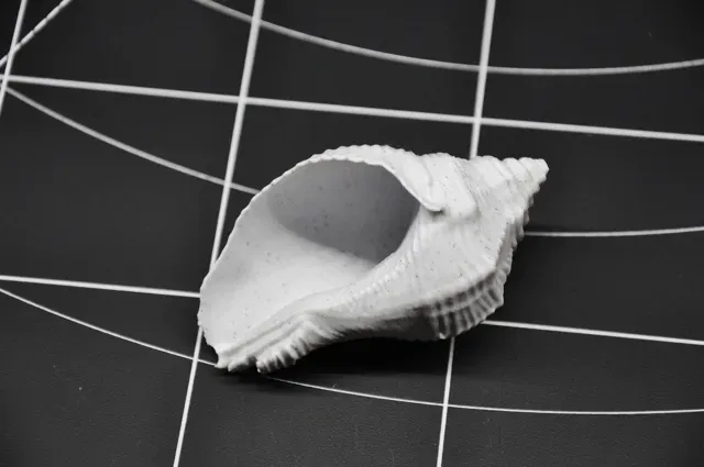 Realistic Seashell #4 - Aquarium & Home Decor — Image 3 of 7