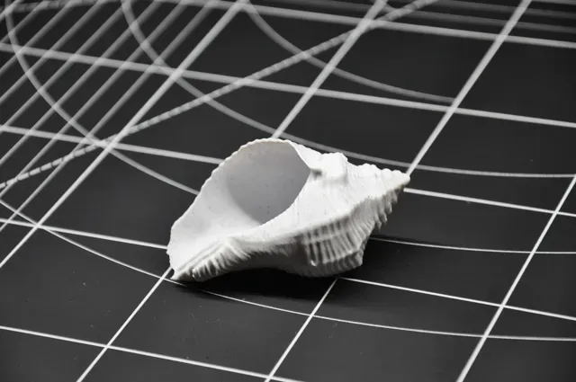 Realistic Seashell #4 - Aquarium & Home Decor — Image 7 of 7
