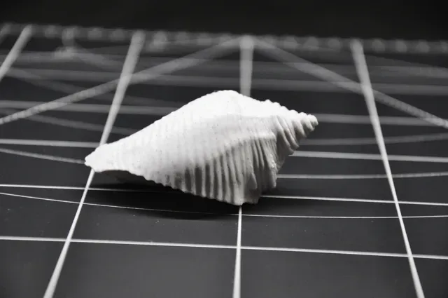 Realistic Seashell #4 - Aquarium & Home Decor — Image 5 of 7
