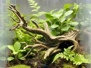 Old Tree Hideout