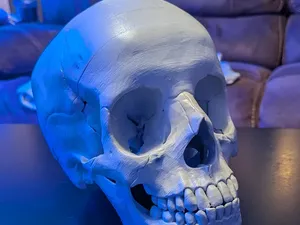 Human Skull