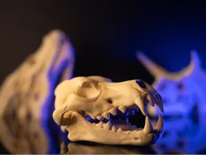 Direwolf Skull Fossil
