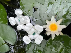 凤眼莲(水葫芦)鱼缸漂浮微景观(观背青鳉收卵器)水面造景