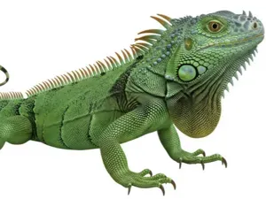 Iguana Realista Impressão 3D