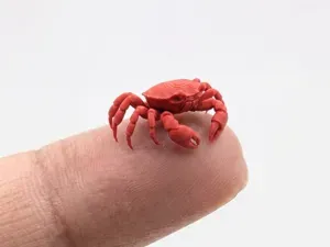 The smallest crab in the world (Nozzle 0.4)