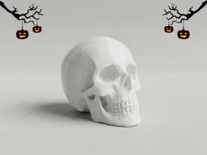 Realistic Human Skull - Anatomical Skull Model