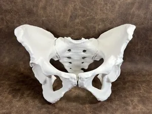 Visible Human Female Pelvis