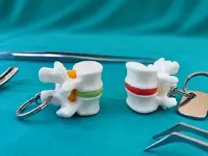 Vertebra & Intervertebral Disc Keychain