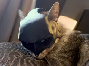 ghotam cat (GHOTAM KITTY) CAT MASK BATMAN