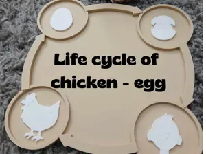 Sensory Tray – Life Cycle of a Chicken-Egg