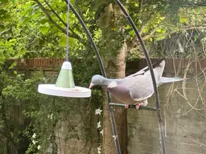 Sombrero Hanging Bird Feeder – With Fun Fill