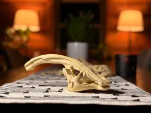 Parasaurolophus Dinosaur Skull Fossil