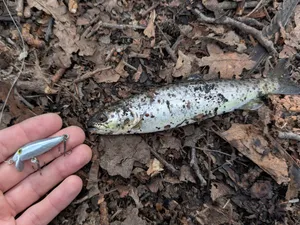 Rapala f3 replica very slow sinking - single color