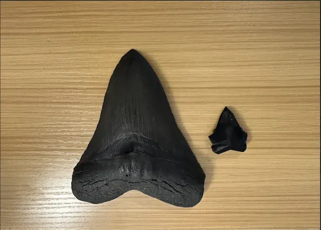 Low-Poly Megalodon Shark Tooth — Фото 5 из 6