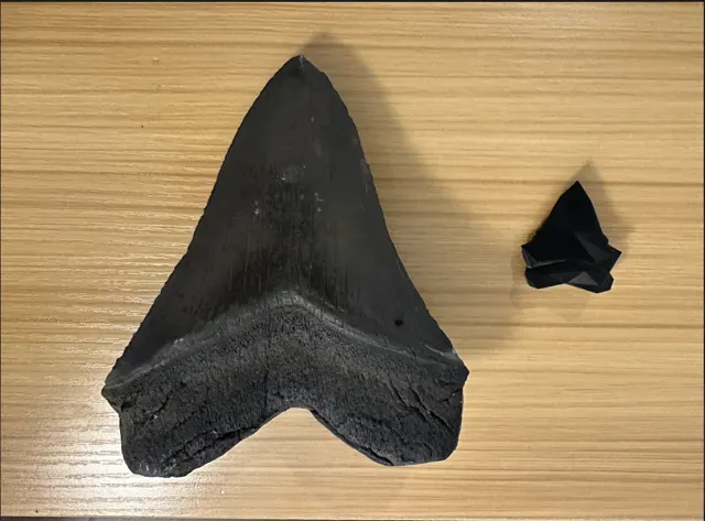 Low-Poly Megalodon Shark Tooth — Фото 6 из 6