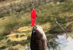fish lure