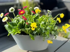 Ovale Schale Deko Pflanzenschale und Ostern