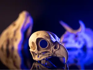 Falcon Skull Fossil