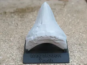 Low Poly Megalodon Teeth