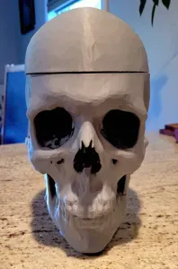 Anatomical Skull model with optional stand