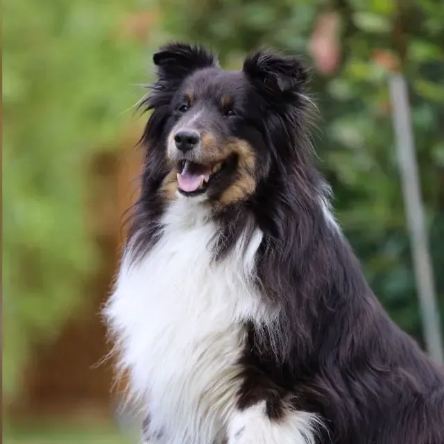 Low Poly - Shetland Sheepdog — Image 13 of 13