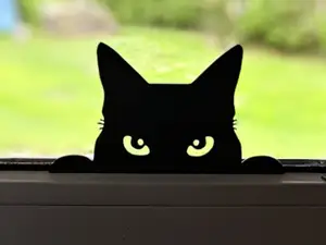 Cat Window