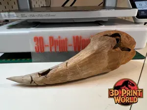 T-Rex Claw - a Claw of from a Tyranosaurus Rex