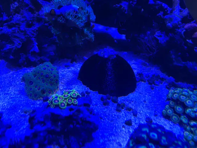 Zoanthus Coral Frag Dome — Image 4 of 4
