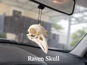 Raven Skull Detailed 3D Printable Bird Skull Model