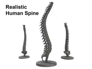 Realistic Human Spine Model