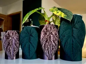 Alocasia Melo self watering planter