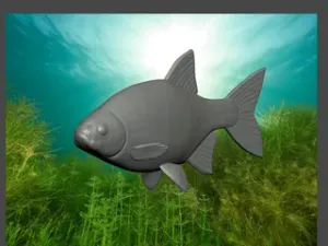 Common Rudd – Fish Model