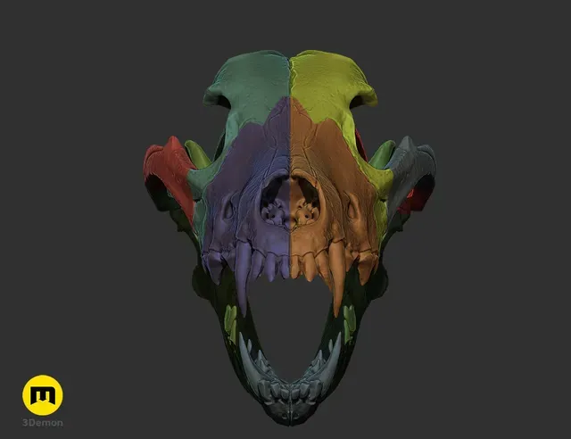 Wolf Skull (Canis Lupus) — Фото 17 из 19