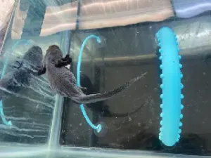 Axolotl Arc V1.3.0