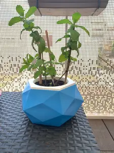 Vase mode flower pot