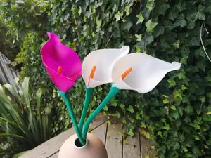 Calla Lily