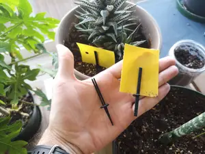 Sticky strips insect trap forked stake