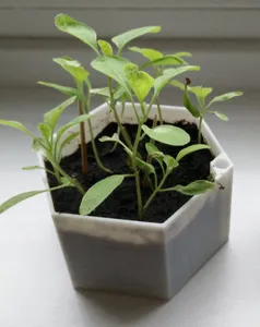 Hexagonal Flower Pot (with water level indicator)