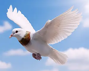 pigeon
