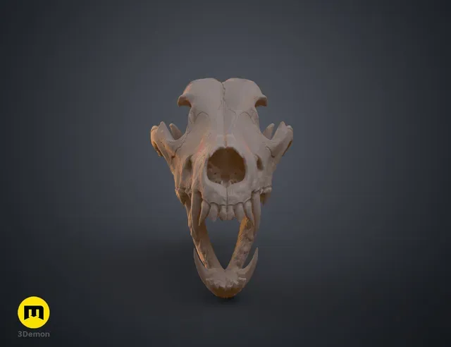 Wolf Skull (Canis Lupus) — Фото 8 из 19