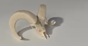 Ornate Mountain Sheep Ram Skull