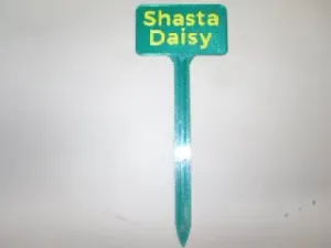 Plant Label Shasta Daisy