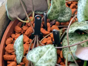 Plant Pin Pro