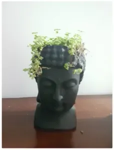 Buddha pot plant cilindrical