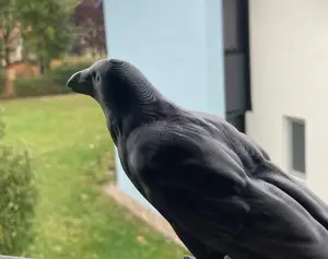 Crow (with support)