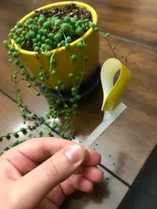 Sticky Tape Holder for House Plants